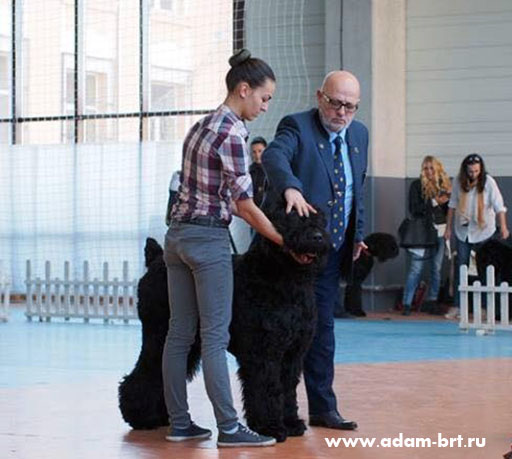 Adam Racy Style RUSSKIY BOGATYR  THE CANDIDATE TO YOUNG CHAMPIONS OF NATIONAL CLUB OF BREED BULGARIA!!!