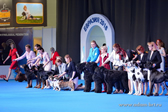 ADAM RACY STYLE  THE BEST KENNEL OF THE BREED OF EURASIA INTERNATIONAL DOG SHOW!