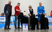 ADAM RACY STYLE  THE BEST KENNEL OF THE BREED OF EURASIA INTERNATIONAL DOG SHOW!