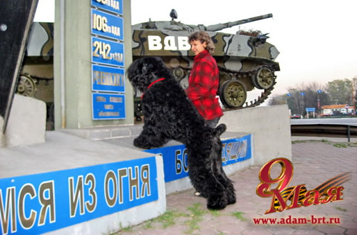 dam Racy Style BRT KENNEL - HAPPY VICTORY DAY!