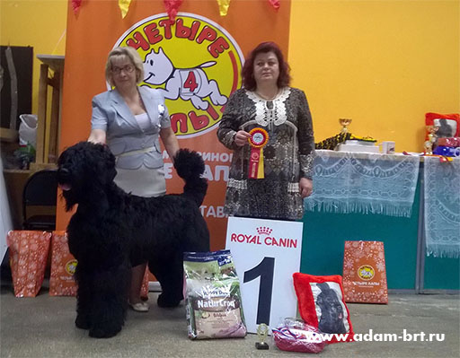Adam Racy Style ROSSIYA VELIKAYA  THE CANDIDATE IN YOUNG CHAMPIONS OF NATIONAL CLUB OF BREED!!!