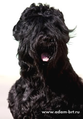 Adam Racy Style * Interantional Professional Kennel of Russian Black Terriers