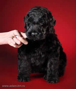 PROFESSIONAL INTERNATIONAL KENNEL OF RUSSIAN BLACK TERRIERS NEWS