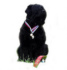 Adam Racy Style * Interantional Professional Kennel of Russian Black Terriers * Adam BRT Kennel