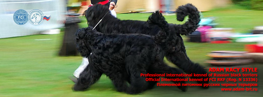 Brt dogs sales for sale