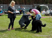 Adam Racy Style ALEKSANDRIYA - BEST BABY OF THE NATIOANL BRT CLUB DOG SHOW! BEST PUPPY OF THE ALL-RUSSIAN EXHIBITION! BABY BEST IN SHOW! PUPPY BEST IN SHOW!