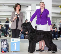 Adam Racy Style CHARLES - THE BEST JUNIOR OF ALL-RUSSIAN DOG SHOW! RKF EXHIBITION! YOUNG CHAMPION OF RUSSIAN CYNOLOGICAL FEDERATION!
