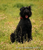 Coursing of Black Russian Terrier - Adam Racy Style LUBOSLAVA!
