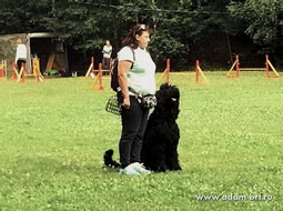 Adam Racy Style CZARSKAYA OSOBA (MICHEL) - RUSSIAN FULL GENERAL DOGS TRAINING COURSE, OKD RKF NORM,  FIRST DEGREE!