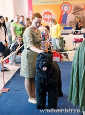 Adam Racy Style DALLAS - CANDIDATE TO 2  CHAMPION OF BLACK RUSSIAN TERRIER CLUB!