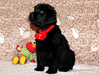 Charming puppy of Russian Black Terrier on sale!