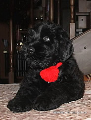 Magnificent Russian black terrier puppy for sale!