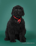 Russian Black Terrier puppy from the Kennel is for sale!