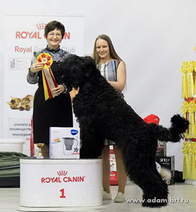 Heroic Russian Black Terrier puppies from the kennel - Adam Racy Style ISABEL and RYTSAR SVETA!