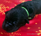 Pride Russian Black Terrier puppies for sale from the kennel - Adam Racy Style INFINITI and RYTSAR SVETA!