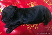 Pride Russian Black Terrier puppies for sale from the kennel - Adam Racy Style INFINITI and RYTSAR SVETA!