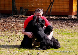 Purebred Russian Black Terriers puppies from the kennel offers on sale, champion parents, documents, delivery, full support.