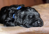 The cute  Black Russian Terrier puppies from the kennel is for sale - Adam Racy Style ALEKSANDRA and YARKIY LUCH s Zolotogo Grada!