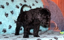 The great Russian Black Terrier puppies from the Kennel are on sale now - Adam Racy Style ALEKSANDRA and YARKIY LUCH s Zolotogo Grada!
