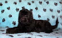 The great Russian Black Terrier puppies from the Kennel are on sale now - Adam Racy Style ALEKSANDRA and YARKIY LUCH s Zolotogo Grada!