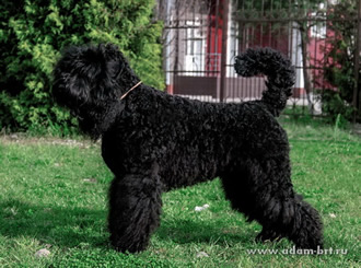 Thoroughbred Black Russian Terrier puppies from the kennel is for sale - Adam Racy Style KLASSIKA and MITYAI s Zolotogo Grada!