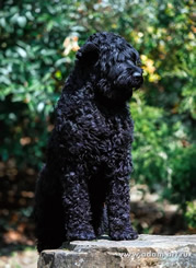 Thoroughbred Black Russian Terrier puppies from the kennel is for sale - Adam Racy Style KLASSIKA and MITYAI s Zolotogo Grada!