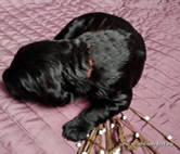 Cute thoroughbred Russian Terrier Black puppies from the kennel is on sale - ARS KLASSIKA and MITYAI ZG!