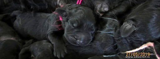 Purebred Russian Black Terrier puppies from kennel are on sale - Adam Racy Style RYTSAR SVETA and Sotsvetie SHARDENA BLACK!