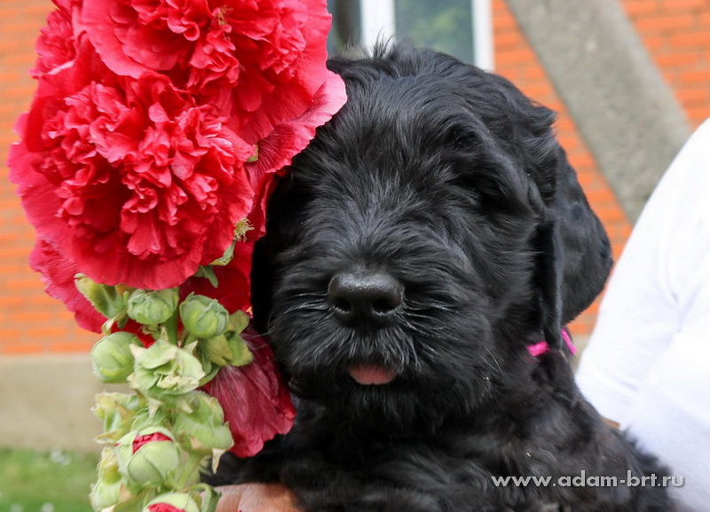 Russian Black Terrier Mating and Puppies ADAM RACY STYLE