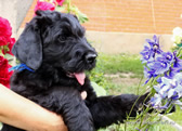Thoroughbred Russian Black Terrier puppies from the kennel are for sale - Adam Racy Style RYTSAR SVETA and Sotsvetie SHARDENA BLACK!