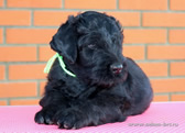 Thoroughbred Russian Black Terrier puppies from the kennel are for sale - Adam Racy Style RYTSAR SVETA and Sotsvetie SHARDENA BLACK!