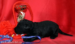 Russian Black Terrier BRT puppies of Apollon on sale!