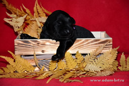 Black Terrier puppies of Apollon on sale!