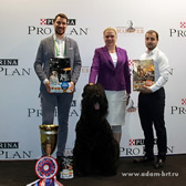 Adam Racy Style RYTSAR SVETA, THE WINNER AND BEST IN SHOW OF RUSSIAN BREEDS WORLD DOG SHOW AND GENERAL SPONSOR - NESTLE PURINA PRO PLAN COMPANY! OF THE FIRST WORLD DOG SHOW FOR RUSSIAN BREEDS! MOSCOW WINNER! RUSSIAN BREEDS WORLD WINNER! THE BEST IN WORLD DOG SHOW!