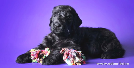 Best Russian Black Terrier puppies on sale in Kennel!