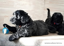 Puppies of Russian Black Terrier on sale!