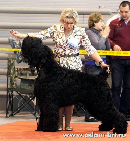 Adam Racy Style APOLLON  CANDIDATE TO CHAMPION of the INTERNATIONAL BREED CLUB!!!