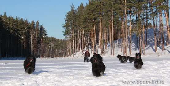 Breeding review of Russian Black Terriers