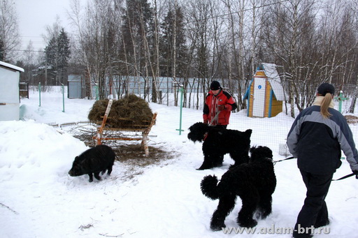 Couple training. Black Russian Terrier