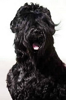 Питомник русских черных терьеров - Kennel of Russian black terriers