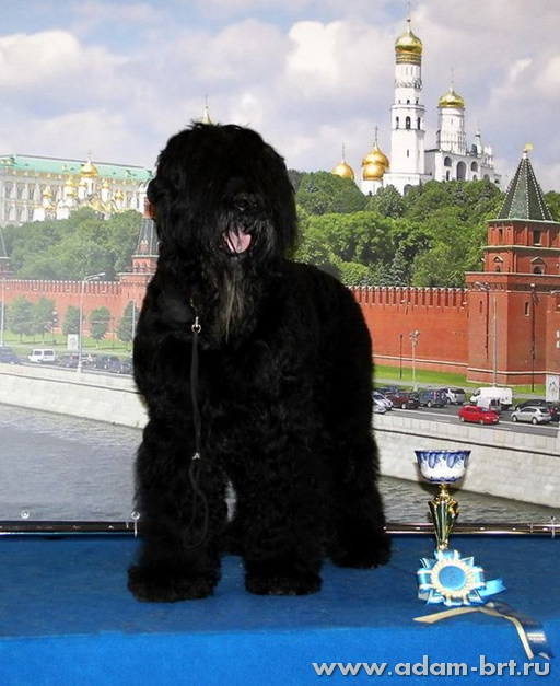 Русский черный терьер фото