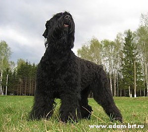 Русский черный терьер - лучшая порода собак