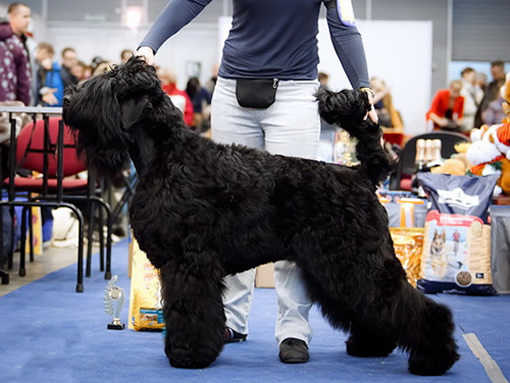 Адам Рэйси Стайл AПОЛЛОН