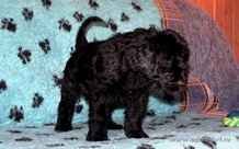 Продаются породистые щенки черного терьера из питомника - Адам Рейси Стайл АЛЕКСАНДРА и ЯРКИЙ ЛУЧ с Золотого Града!