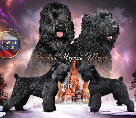 Русский черный терьер, купить щенка черныша! Щенки РЧТ, купить черныша в Москве