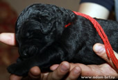 Puppies...