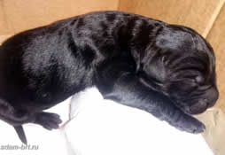 Puppy...