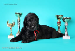 Puppies...