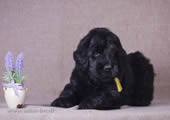Puppies...