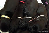 Puppies